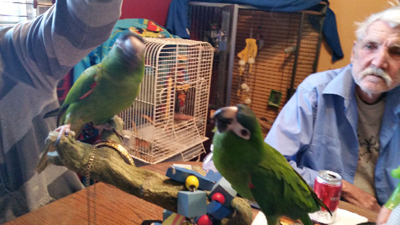 Bizalomépítés a papagájjal